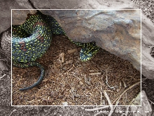 Protobothrops jerdonii