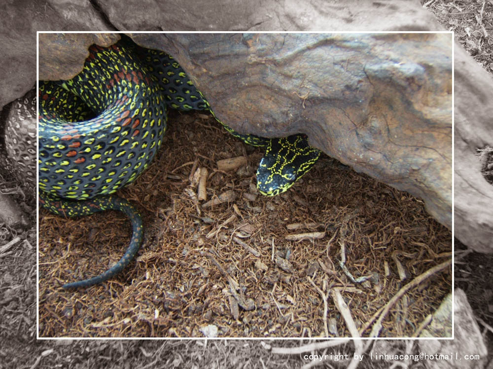 Protobothrops jerdonii