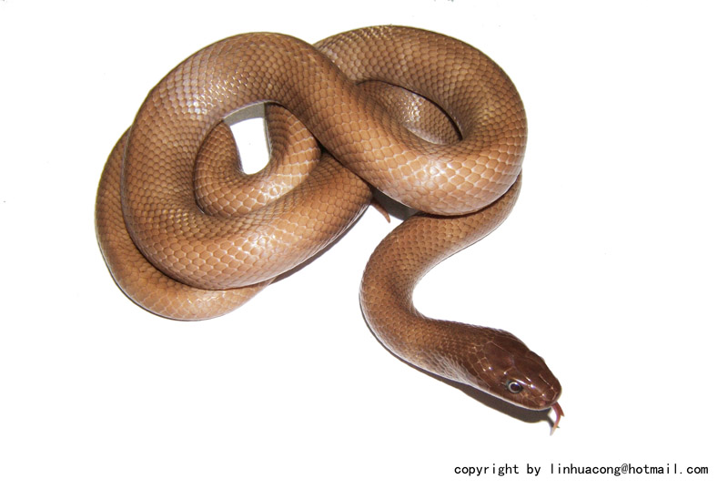 kingsnake