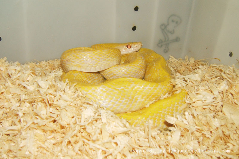 beautiful snake