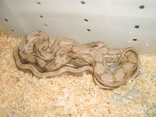 beautiful snake