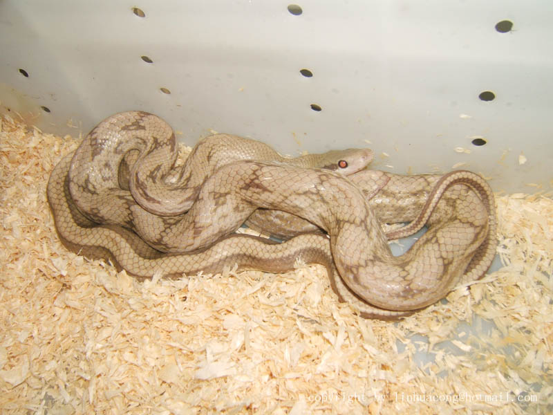 beautiful snake