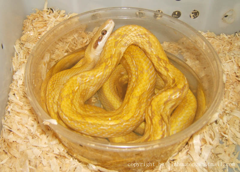 beautiful snake
