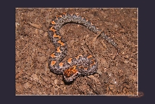 mountain pit viper