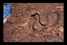 Dendrelaphis pictus