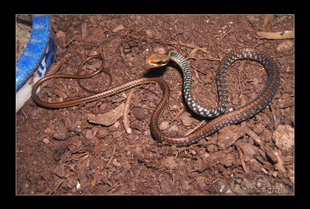 Dendrelaphis pictus