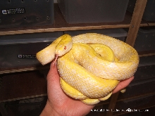 albino beauty