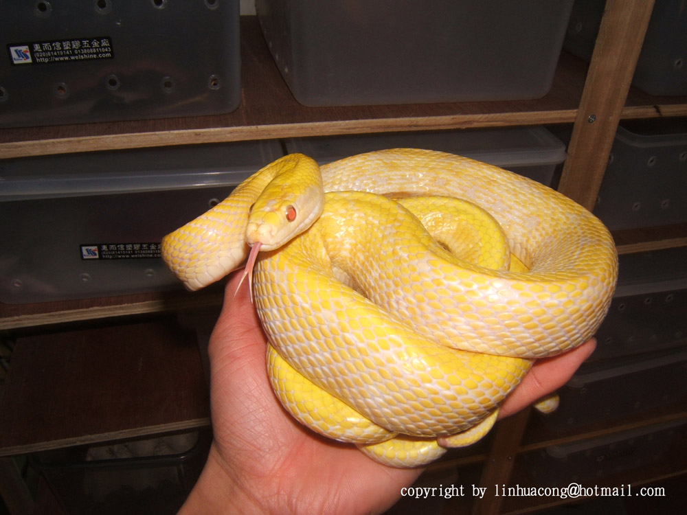 albino beauty