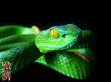 Trimeresurus macrops