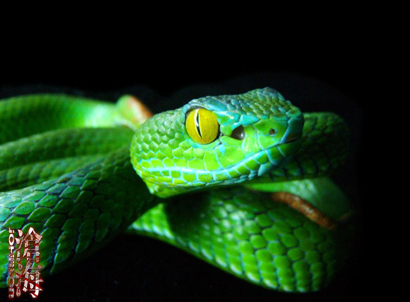 Trimeresurus macrops