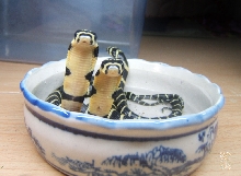 little Ophiophagus hannah