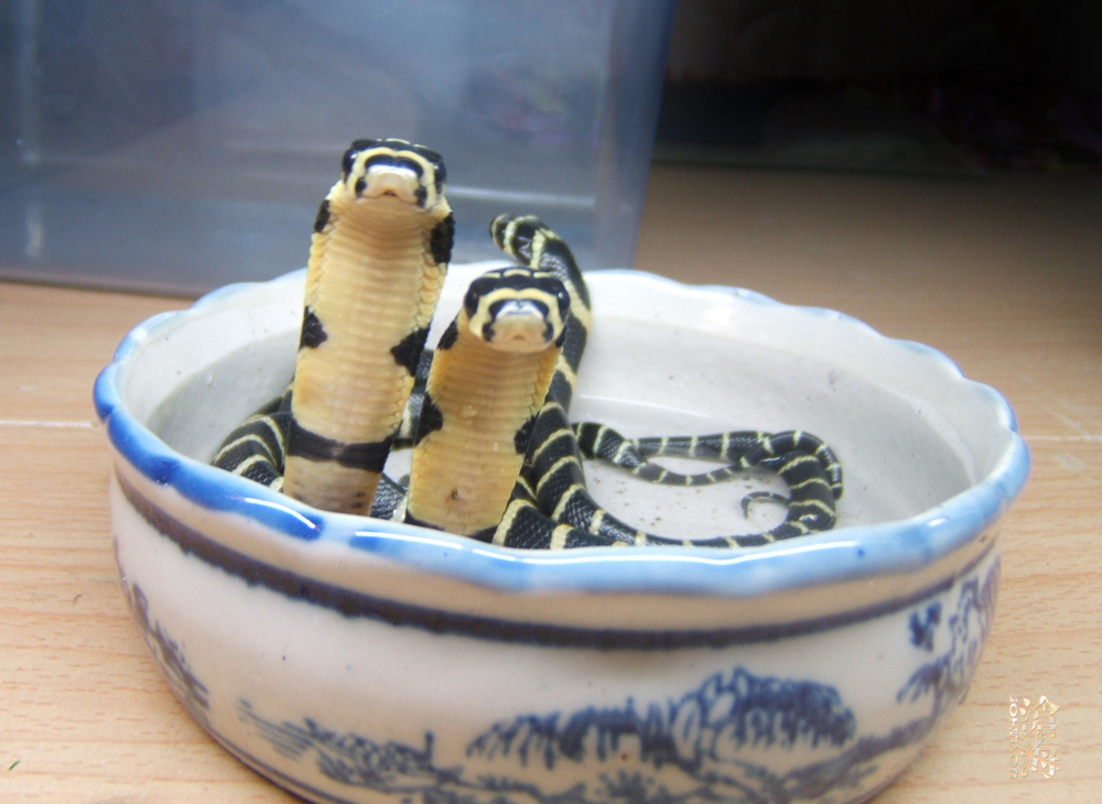 little Ophiophagus hannah