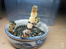 little Ophiophagus hannah