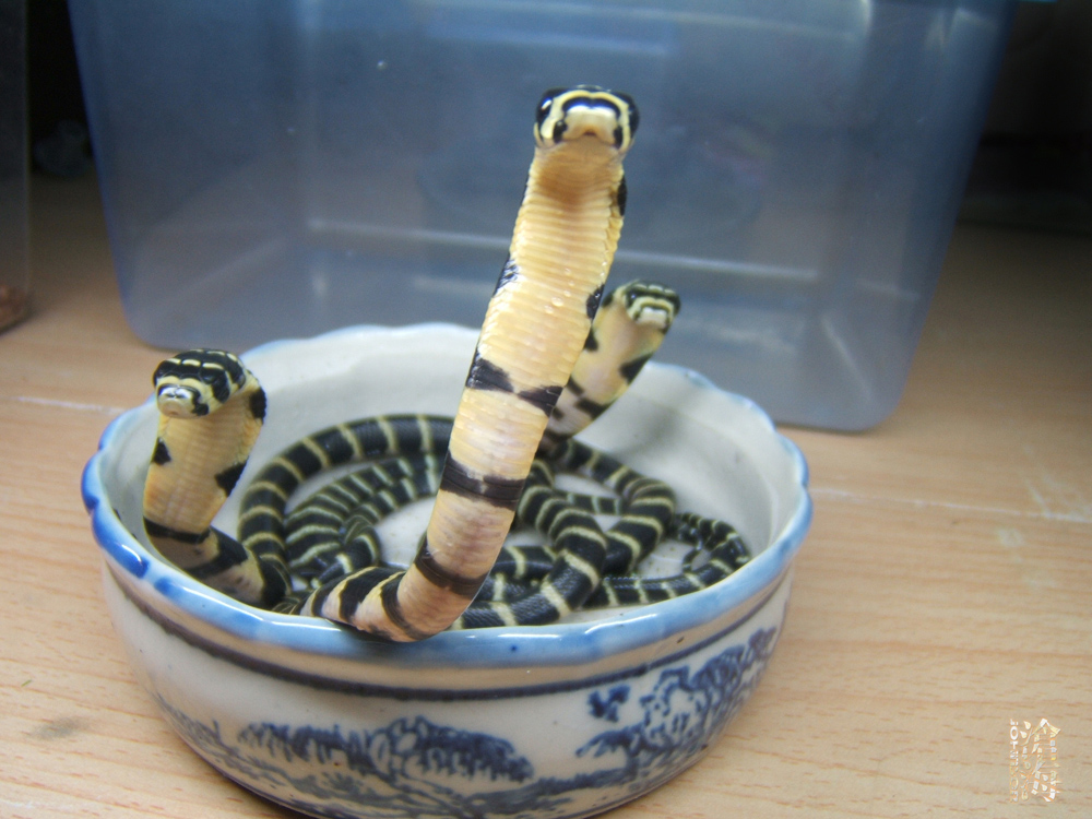 little Ophiophagus hannah