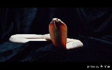 albino naja atra
