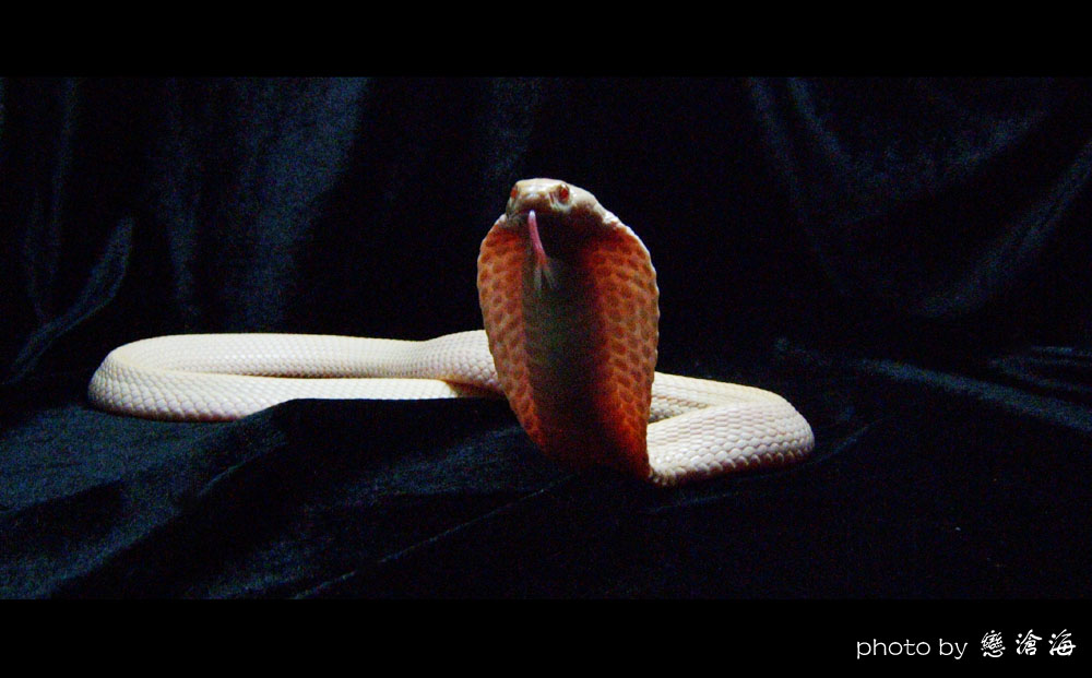 albino naja atra
