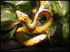 gtp