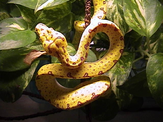 gtp