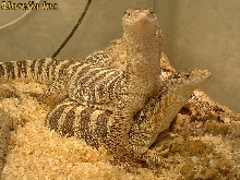 Varanus spenceri