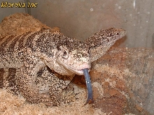 Varanus spenceri