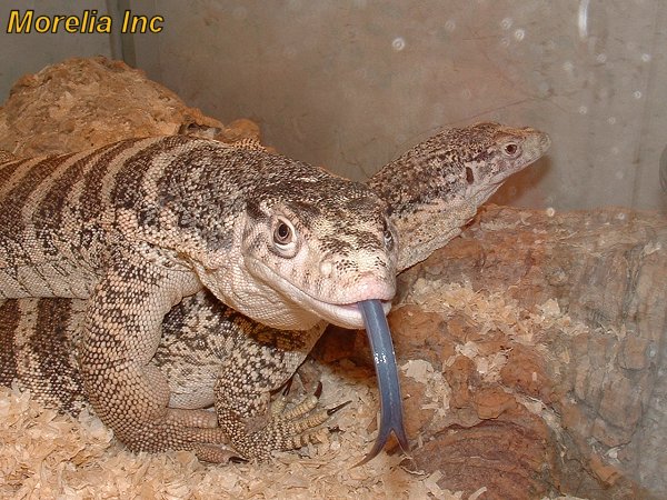 Varanus spenceri