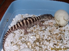 Baby spenceri