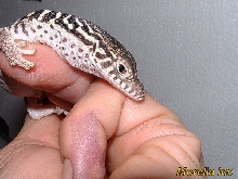 Baby spenceri