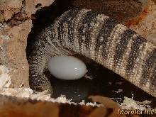 Egglaying spenceri