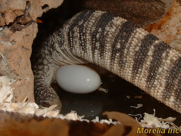 Egglaying spenceri