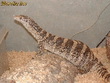 Gravid spenceri