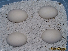 Spenceri eggs