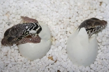 Spenceris hatching!!!