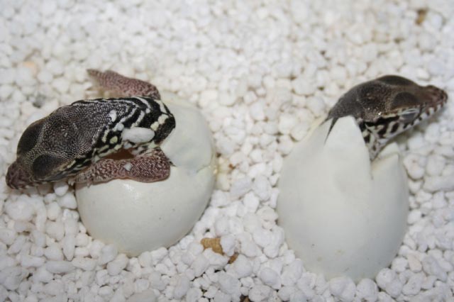 Spenceris hatching!!!