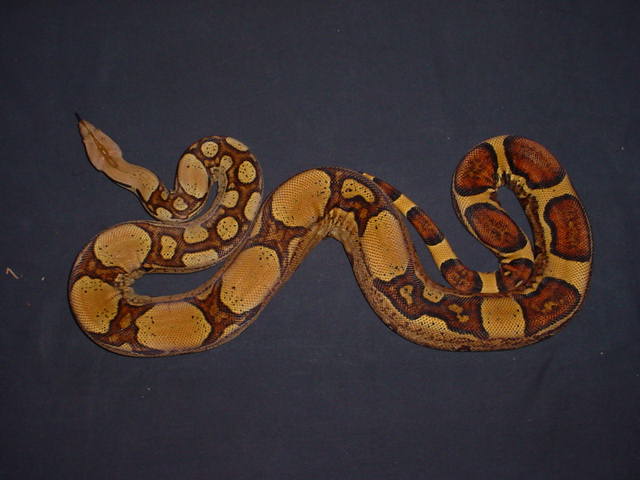 jungleboamale