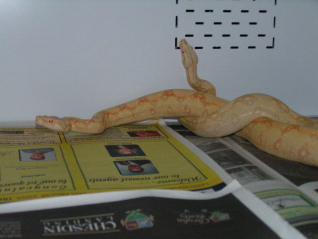 albino1
