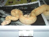 albino2