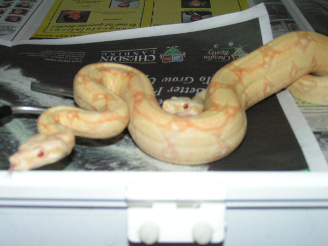 albino2