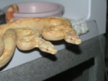albino3