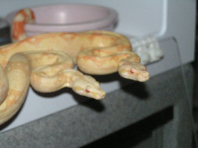albino3