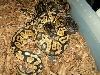 two tone ghost male