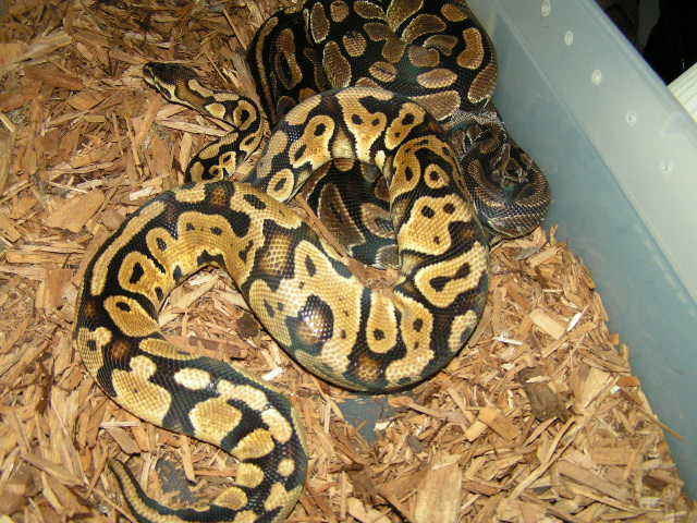 two tone ghost male