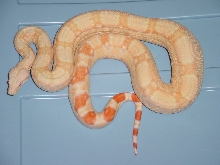 albinopossjunglef