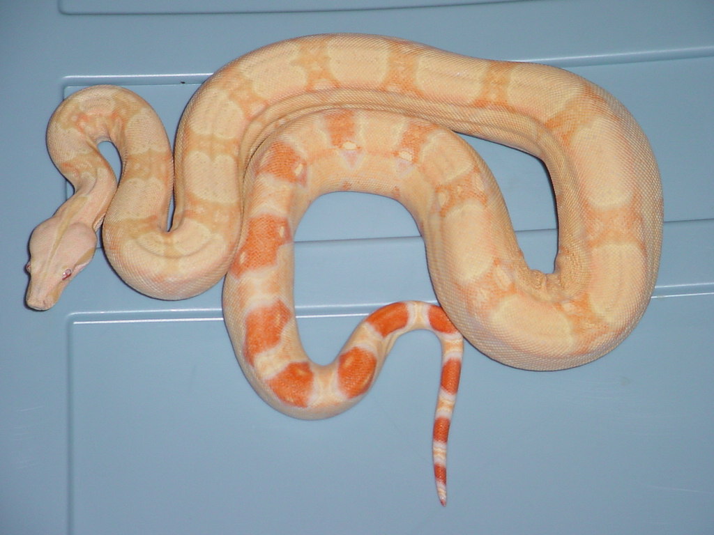 albinopossjunglef