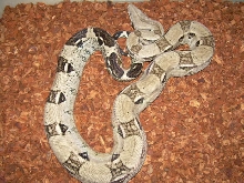 aneryfemboa