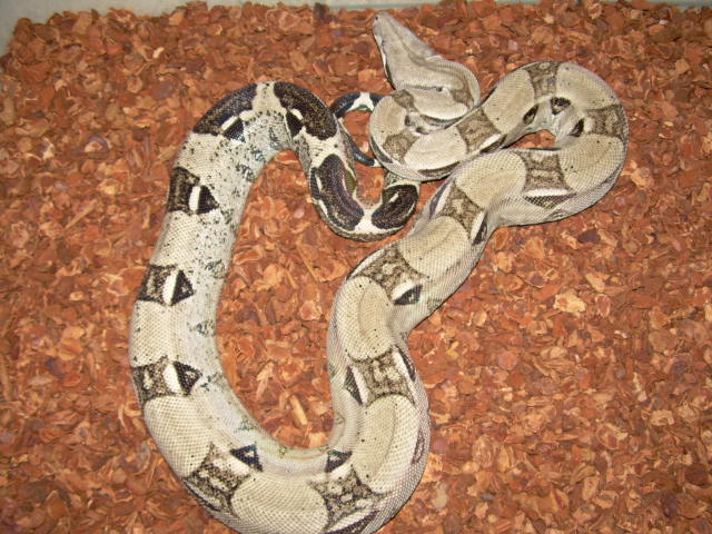 aneryfemboa