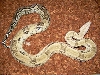 anerymaleboa