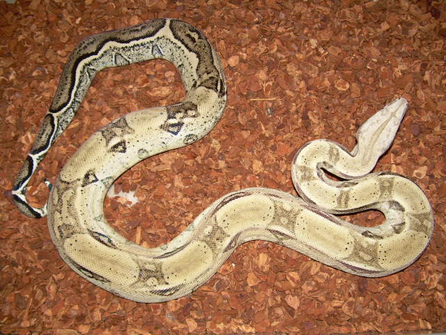 anerymaleboa