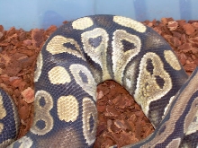 belly paradox male ball