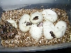 new1