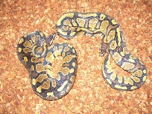 odd female ball